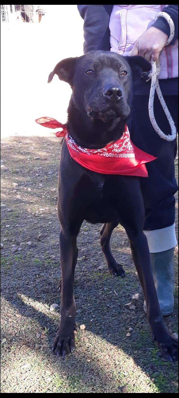 Kevin grande e nero  Foto 2